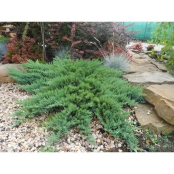 Klājeniskais kadiķis ,,Wiltonii,,/Juniperus horizontalis/- C2 kont.