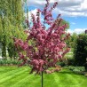 Japānas ziedu ķirsis - sakura "Royal Burgundy,, /Prunus serrulata/