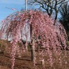 Japānas ziedu ķirsis (sakura) 'Pink Cascade' /Prunus serrulata/ - 100cm., C5 kont.