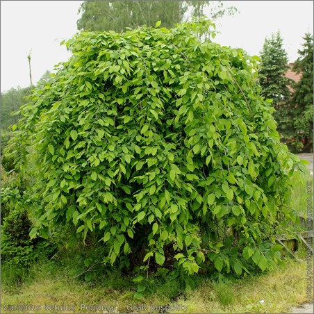 Skabārdis, parastais "Pendula" /carpinus betulus/ - augstcelma - Pa 140-160cm., C16 kont.
