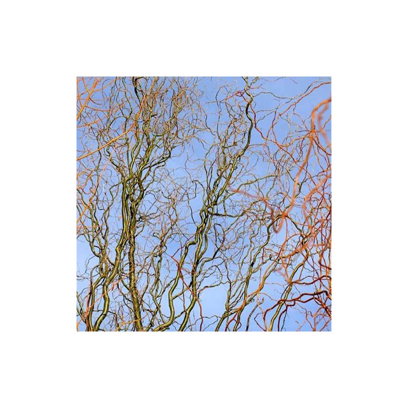 Vītols, baltais "Dart's Snake" /salix alba/ - C5 kont., 250-300cm