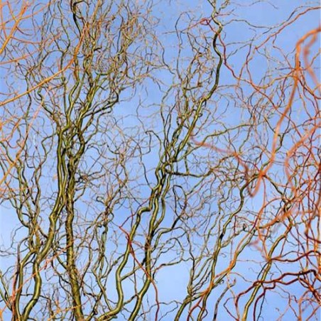 Vītols, baltais "Dart's Snake" /salix alba/ - C5 kont., 250-300cm