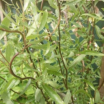 Vītols, baltais "Dart's Snake" /salix alba/ - C5 kont., 250-300cm