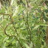 Vītols, baltais "Dart's Snake" /salix alba/ - C5 kont., 250-300cm