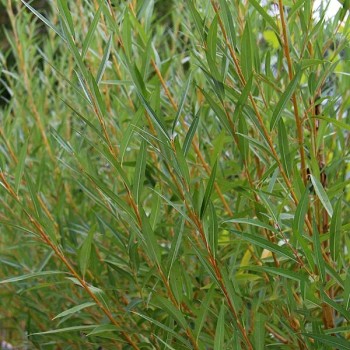 Vītols, baltais "Golden Ness" /salix alba/ - C5 kont., 250-300cm.