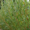Vītols, baltais "Golden Ness" /salix alba/ - C5 kont., 250-300cm.