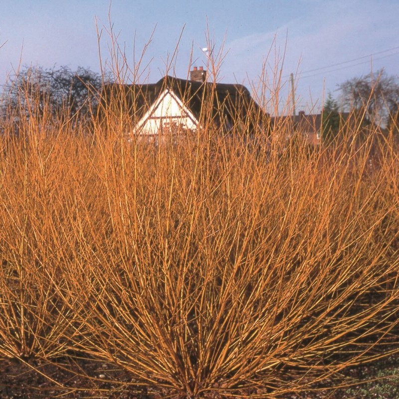 Vītols, baltais "Golden Ness" /salix alba/ - C5 kont., 250-300cm.