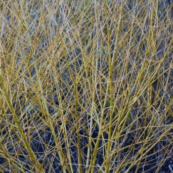 Vītols, baltais "Golden Ness" /salix alba/ - C5 kont., 250-300cm.