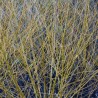 Vītols, baltais "Golden Ness" /salix alba/ - C5 kont., 250-300cm.