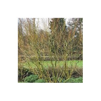 Vītols, Babilonijas 'Turtuosa' /Salix babylonica/ - C5 kont., 250-300cm.
