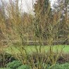 Vītols, Babilonijas 'Turtuosa' /Salix babylonica/ - C5 kont., 250-300cm.
