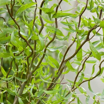 Vītols, Babilonijas 'Turtuosa' /Salix babylonica/ - C5 kont., 250-300cm.