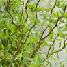 Vītols, Babilonijas 'Turtuosa' /Salix babylonica/ - C5 kont., 250-300cm.