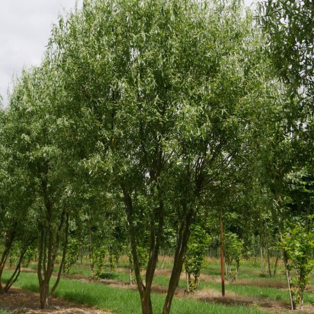Vītols, Babilonijas 'Turtuosa' /Salix babylonica/ - C5 kont., 250-300cm.