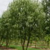 Vītols, Babilonijas 'Turtuosa' /Salix babylonica/ - C5 kont., 250-300cm.