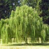 Vītols, Babilonijas 'Pendula' /Salix babylonica/ - C7.5 kont., 250-300cm.