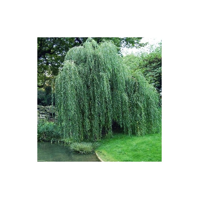 Vītols, Babilonijas 'Pendula' /Salix babylonica/ - C7.5 kont., 250-300cm.