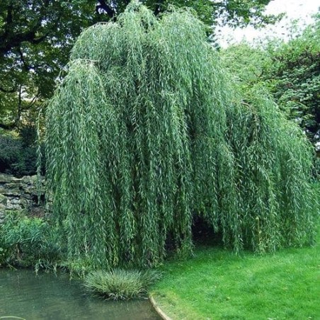 Vītols, Babilonijas 'Pendula' /Salix babylonica/ - C7.5 kont., 250-300cm.