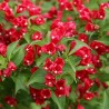 Veigela, krāšņā ,,Red Prince" /Weigela florida/ - C2,5 kont.
