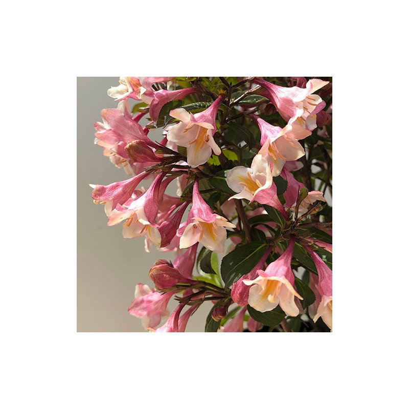Veigela, krāšņā ,,Vintage Love" /Weigela florida/ - C3 kont.