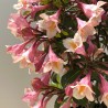 Veigela, krāšņā ,,Vintage Love" /Weigela florida/ - C3 kont.