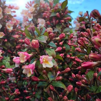 Veigela, krāšņā ,,Vintage Love" /Weigela florida/ - C3 kont.