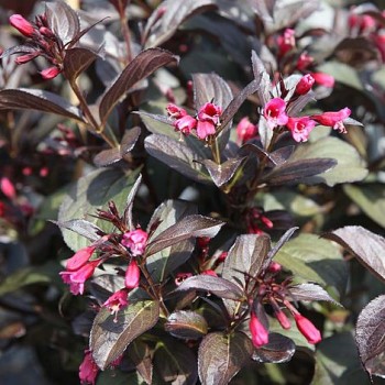 Veigelė ,,Victoria,, /Weigela florida/- P9 kont.
