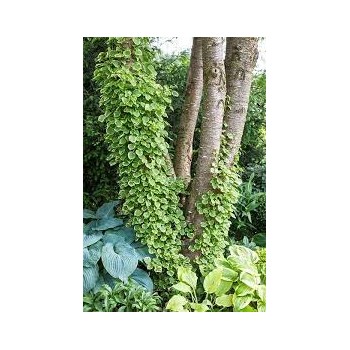 Vīteņhortenzija "Mirranda" /hydrangea anomala petiolaris/ - C5 kont., 70-90cm.