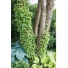 Vīteņhortenzija "Mirranda" /hydrangea anomala petiolaris/ - C5 kont., 70-90cm.