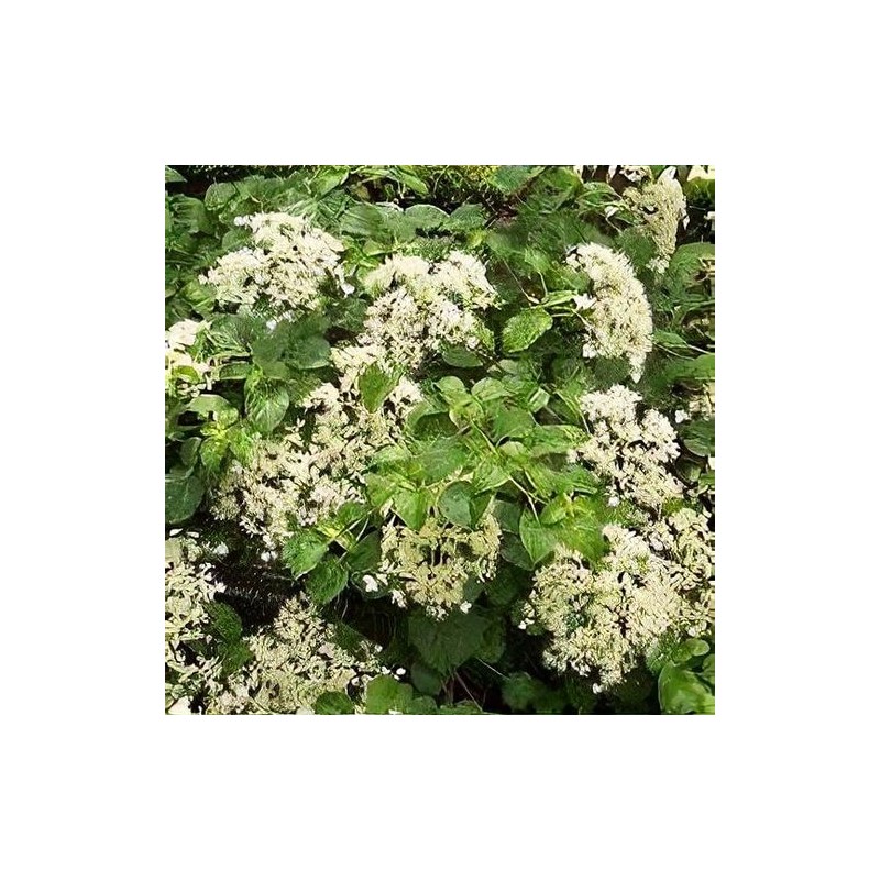 Vīteņhortenzija "Mirranda" /hydrangea anomala petiolaris/ - C5 kont., 70-90cm.