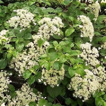 Vīteņhortenzija "Mirranda" /hydrangea anomala petiolaris/ - C5 kont., 70-90cm.