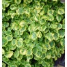 Vīteņhortenzija "Mirranda" /hydrangea anomala petiolaris/ - C5 kont., 70-90cm.