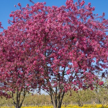 Abele, purpura (dekoratīvā - paradīzes) ,,Royalty,, /malus purpurea/ - 60-80cm., C5 kont.