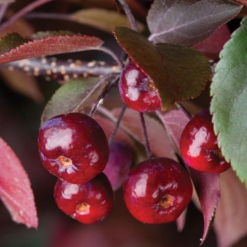 Abele, purpura (dekoratīvā - paradīzes) ,,Royalty,, /malus purpurea/ - 60-80cm., C5 kont.