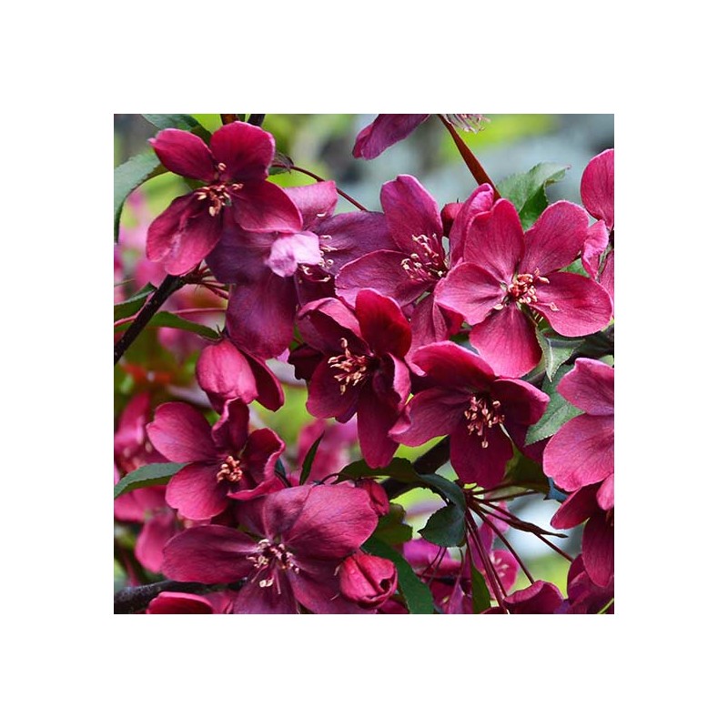 Abele, purpura (dekoratīvā - paradīzes) ,,Royalty,, /malus purpurea/ - 60-80cm., C5 kont.