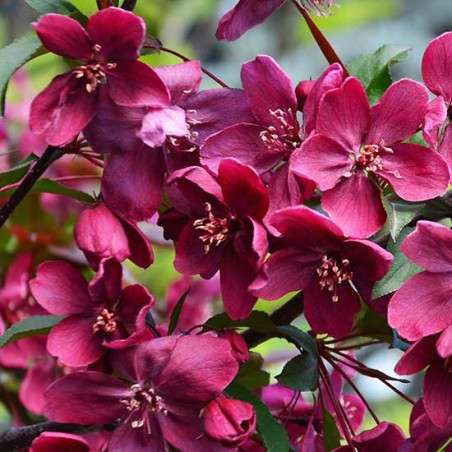 Abele, purpura (dekoratīvā - paradīzes) ,,Royalty,, /malus purpurea/ - 60-80cm., C5 kont.