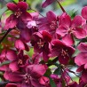 Abele, purpura (dekoratīvā - paradīzes) ,,Royalty,, /malus purpurea/ - 60-80cm., C5 kont.