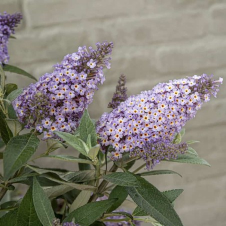 Budlėja, Dovydo ,,Butterfly Candy Lila Sweetheart,, /Buddleja davidii/- P9 kont.