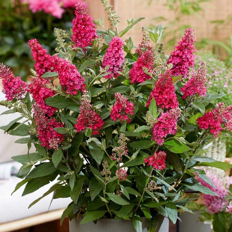 Budlėja, Dovydo ,,Butterfly Candy Little Ruby,, /Buddleja davidii/- P9 kont.