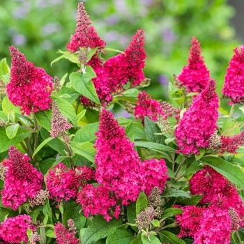 Budlėja, Dovydo ,,Butterfly Candy Little Ruby,, /Buddleja davidii/- P9 kont.