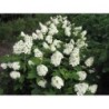 Skarainā hortenzija ,,Pee Wee,, /Hydrangea paniculata/ - C10 kont.