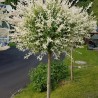 Kārkls, gludmalu ,,Hakuro nishiki,, /salix integra/ - augstcelma, 120-140cm.