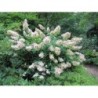 Hortenzija, hortenzija ,,Kyushu,, /Hydrangea paniculata/ - C3 kont.