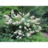 Skarainā hortenzija ,,Kyushu,, /Hydrangea paniculata/ - C3 kont.