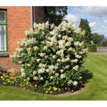 Hortenzija, hortenzija ,,Kyushu,, /Hydrangea paniculata/ - C3 kont.