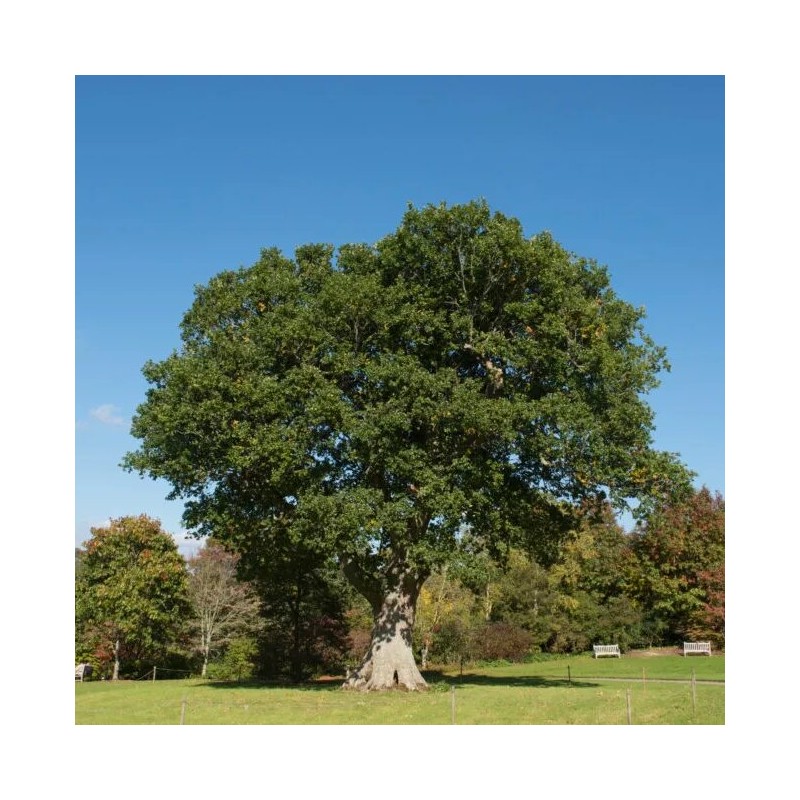 Ažuolas, paprastasis /quercus robur/ - Plikų šaknų sodinukas, 80-120cm.