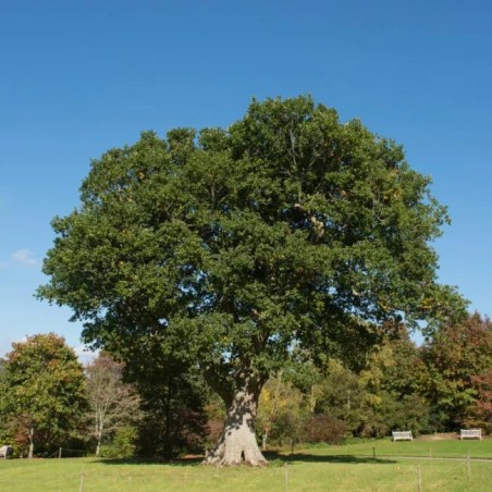 Ažuolas, paprastasis /quercus robur/ - Plikų šaknų sodinukas, 80-120cm.