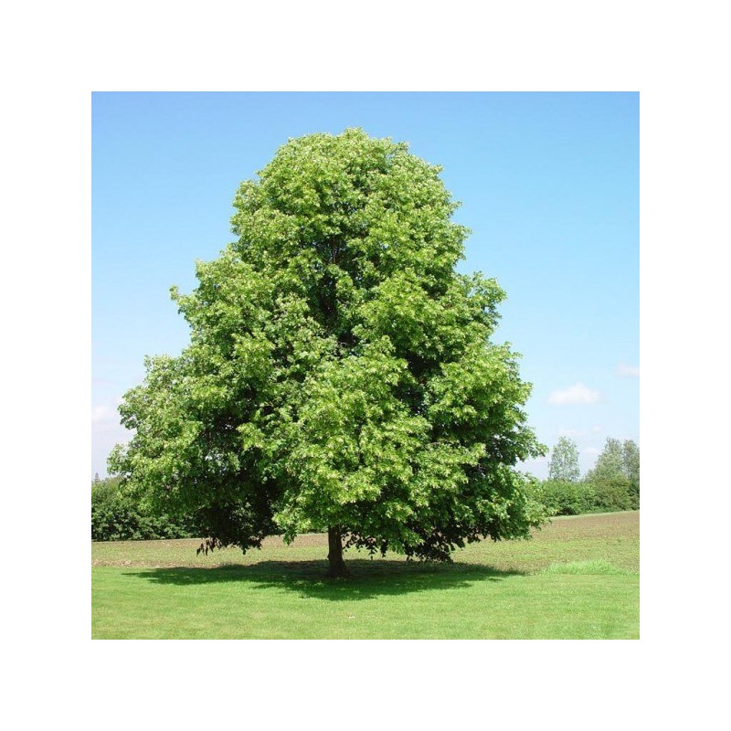 Liepa, plačialapė /tilia platyphyllos/ - kailsaknis sodinukas, 60-100cm.