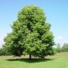 Liepa, plačialapė /tilia platyphyllos/ - kailsaknis sodinukas, 60-100cm.