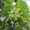 Liepa, plačialapė /tilia platyphyllos/ - kailsaknis sodinukas, 60-100cm.